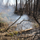 A smoldering peat fire in a northern hardwood forest.